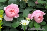 The Alnwick Rose