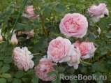 Abraham Darby