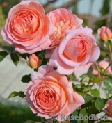 Abraham Darby