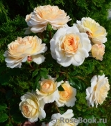 Crocus Rose® 