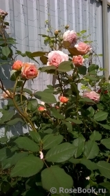 A Shropshire Lad