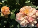 Garden of Roses 