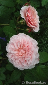 Rose de Tolbiac ®