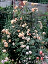 Crown Princess Margareta®