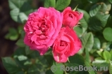 Royal Rose®