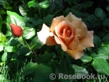 Julia's Rose