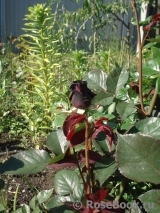 Black Baccara