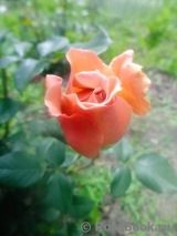 Julia's Rose