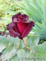 Black Baccara