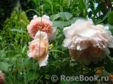 Ambridge Rose 