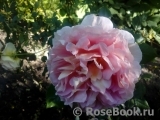 Abraham Darby