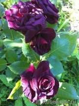 Black Baccara