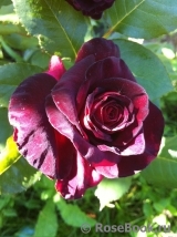 Black Baccara