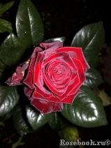 Black Baccara