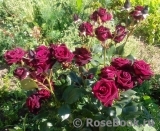 Black Baccara