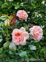 Garden of Roses 