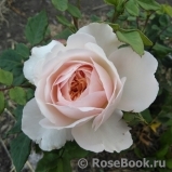 Crocus Rose® 