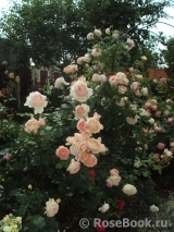 Abraham Darby