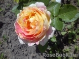 Rose des Cisterciens 