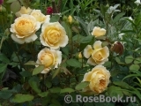 Crown Princess Margareta®