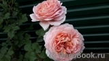 Abraham Darby