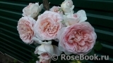 Abraham Darby