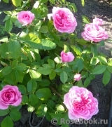 Gertrude Jekyll