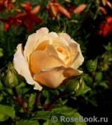 Crocus Rose® 