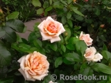 Caron Keating Rose 