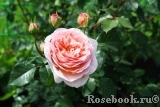 Abraham Darby