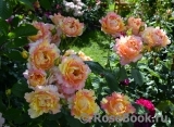 Rose des Cisterciens 