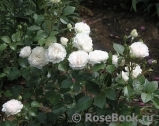 Great North Eastern Rose 