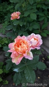 Rose des Cisterciens 