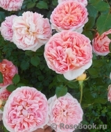 Abraham Darby