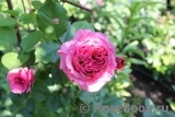 Vitalrose Madame Pompadour