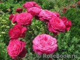 Johann Wolfgang von Goethe Rose®