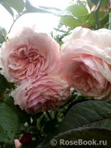 A Shropshire Lad