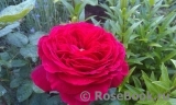 Johann Wolfgang von Goethe Rose®