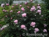 The Alnwick Rose