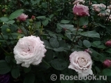 Kordes' Rosenfaszination ®