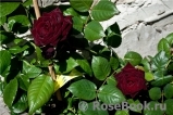 Black Baccara