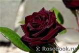 Black Baccara