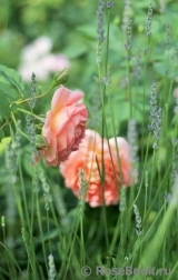 Lady of Shalott 