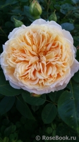 Crown Princess Margareta®