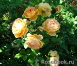 Crown Princess Margareta®