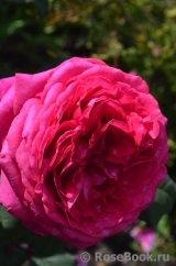 Johann Wolfgang von Goethe Rose®