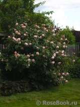 A Shropshire Lad