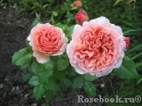 Abraham Darby