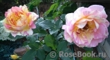 Rose des Cisterciens 