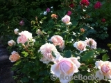 Garden of Roses 